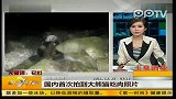 国内首次拍到大熊猫吃肉照片