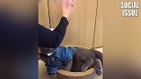 当喵星人遇见二货主人，被玩到怀疑喵生