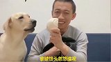 主人说给赛文买好吃的，赛文非常期待，主人拿出馒头，赛文怒了