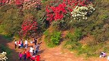 这里是世界上最大的天然花海，阳春三月春暖花开，一定要来贵州的