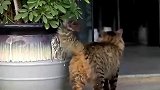 流浪猫每日准点到图书馆门口等投喂，下课铃声一响它就来