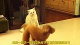 狗狗挑衅猫咪，猫咪抡起爪子教训狗狗，结果是这样
