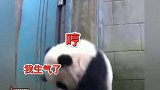 熊猫听懂四川话系列 熊猫：让我听听你的四川话标不标准娱乐评论大赏 大熊猫把四川话听得明明白白