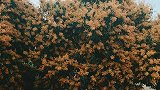 满街芒果开花，没有牡丹华丽富贵，却能果实满枝头