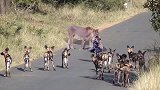 非洲野狗凭借卓越的团队优势，成为狩猎成功率最高的动物之一