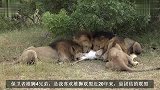 友爱的狮王四兄弟：捕获羚羊后不争不抢，平分猎物