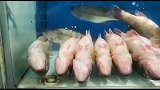 这些鱼的演技比那些小鲜肉强多了
