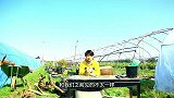 大体型葡萄老桩比腿还粗，在农人眼里的废柴却在园艺家眼中有妙用