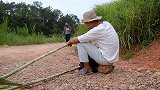 甘蔗还是野生的好吃