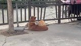 天气突然变冷，两只猫咪趴在狗狗背上取暖