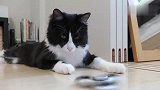 在猫咪面前玩指尖陀螺，猫主子一脸不屑：这也太小儿科了