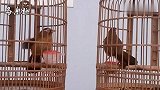 画眉鸟对唱，哪只画眉鸟的叫声好听一些？