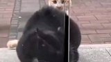 黑猫打不开门，身后的橘猫不停扇黑猫屁墩儿