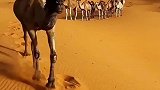 原来生活在沙漠中的骆驼也会游泳