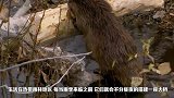 看看河狸是怎么造桥的，花费了一个月，网友：真是大自然的神迹