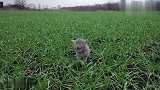 小奶猫大声呼叫：妈妈，你怎么还不来接我