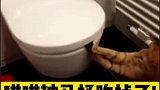 快来人救猫命啊，小狸被马桶吃掉了