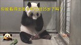 相当于人类93岁的熊猫旦旦在线圈粉，依旧童颜不改，太萌了！