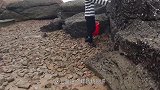 渔妹赶海钩螃蟹撞见怪事，巨石下放了十多个网袋，弄来干啥的？