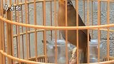画眉鸟：画眉鸟扇翅高叫，这叫声很好听，是一只好鸟