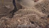 国外剃羊毛比赛，羊还没反应，“羊毛”就没了，羊感觉有点冷