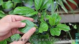 栀子花新芽发黄发卷了，再不处理今年无花赏啦