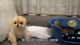 狗狗对自家猫咪发脾气，吓得猫咪躲回小窝，心疼猫咪三秒