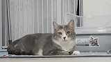 野外捡回一只流浪猫，喂了点食物就不走了，怎么办