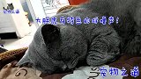 主人让新来小猫跟公猫一起睡午觉，小猫嫌弃它呼噜声太大，太逗了