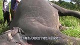 为什么大象死后不能碰？大胆小伙非要碰，确认过眼神是作死的人