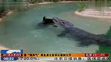 澳“爆脾气”鳄鱼袭击割草机磕掉大牙 111229 北京您早