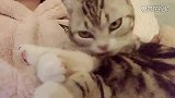 性感猫咪在线舔毛！你长得太好看了!