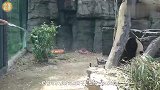 爱玩水的熊猫，被奶爸用水管猛喷后，反应亮了