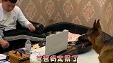 德牧见爸爸累了，心疼爸爸，转身合上电脑让爸爸休息，太暖心了