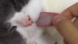 猫：信不信等你睡着了我也扯你舌头！