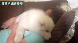 主人把萨摩耶抱在怀里装睡，看看狗子有什么反应