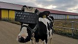 莫斯科农民给奶牛戴上 VR 眼镜：要让它们快乐产奶