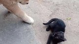 猫：有啥事找我妈去，你可别打我啊！
