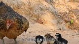 老鹰想一把抓死母鸡，没料到母鸡留了一手，下一秒老鹰果断认怂