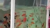 没想到淡水缸也有浪，金鱼也算坐过海盗船了