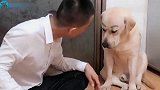 狗子的智商终于在线了，聪明的不得了，主人都很意外