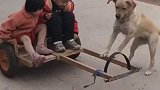 狗子拉车的搞笑操作，狗子说这车我拉了，一会鸡腿可不能少！
