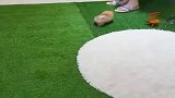 汪星人：主人你慢点，我跟不上