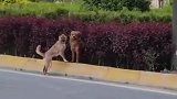 看似两条狗，实则三条狗