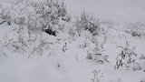 我被大雪包围了，贡嘎雪山这里海拔4500下起了大雪