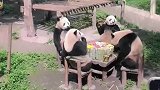 四只国宝吃上火锅了，厉害了