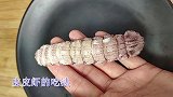 教你一招“皮皮虾”的正确吃法，这样就不会伤到手了