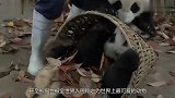 熊猫“生产时”有多任性饲养员全凭心情，不开心就终止受孕