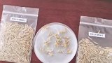 和嫦娥五号一起“上天”的种子发芽啦。不知道结果以后味道怎么样 嫦娥五号 种子