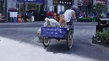 金毛帮助孤寡老人，还买蛋糕给老人过生日，看哭了太感人了